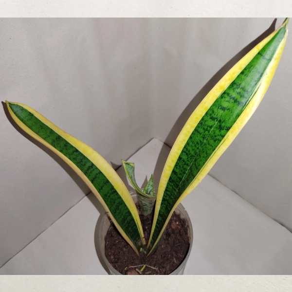 Sansevieria Traifasciata (Yellow Edge Snake Plant) - plantshut.com